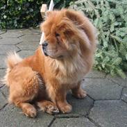 Chow chow Tessie