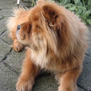 Chow chow Tessie