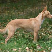 Podengo portugues medio Santa