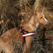 Podengo portugues medio Santa