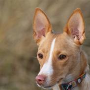 Podengo portugues medio Santa