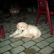 Golden retriever Louie