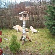 Golden retriever Louie