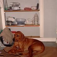 Rhodesian ridgeback Rinaldo