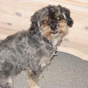 Blanding af racer Mulle