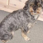 Blanding af racer Mulle