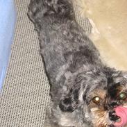 Blanding af racer Mulle