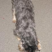 Blanding af racer Mulle