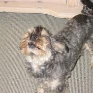 Blanding af racer Mulle