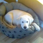 Blanding af racer Laban