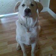 Blanding af racer Laban