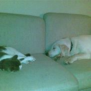 Blanding af racer Laban