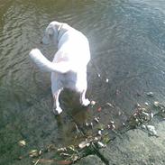 Blanding af racer Laban