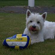 West highland white terrier Max