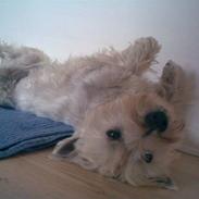 West highland white terrier Max