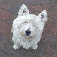 West highland white terrier Max