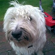 West highland white terrier Max