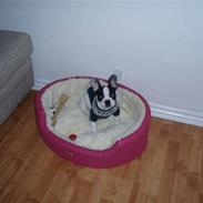Fransk bulldog Futte (Søsters)