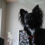 Chihuahua UniQue