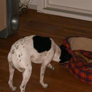 Dansk svensk gaardhund thor