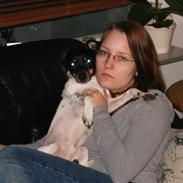 Dansk svensk gaardhund thor