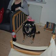 Blanding af racer TINO