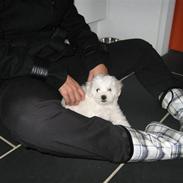 Bolognese Willy R.I.P