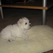 Bolognese Willy R.I.P