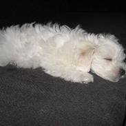 Bolognese Willy R.I.P