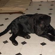 Blanding af racer Rocco R.I.P <3 <3