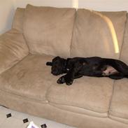 Blanding af racer Rocco R.I.P <3 <3