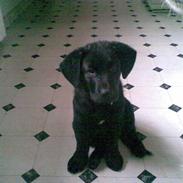 Blanding af racer Rocco R.I.P <3 <3