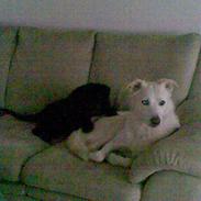 Blanding af racer Rocco R.I.P <3 <3