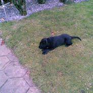 Blanding af racer Rocco R.I.P <3 <3