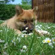 Islandsk fårehund Røtkjær's Sokka