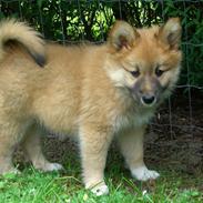 Islandsk fårehund Røtkjær's Sokka