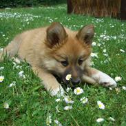 Islandsk fårehund Røtkjær's Sokka