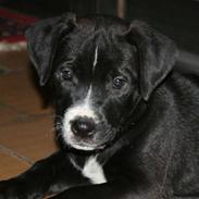 Blanding af racer Aisha