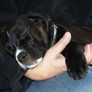 Blanding af racer Aisha