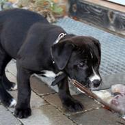 Blanding af racer Aisha