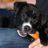 Blanding af racer Aisha