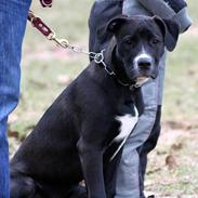 Blanding af racer Aisha