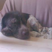 Ruhåret hønsehund snubbi