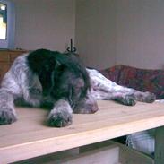 Ruhåret hønsehund snubbi