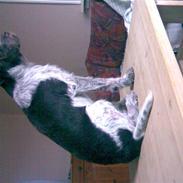 Ruhåret hønsehund snubbi