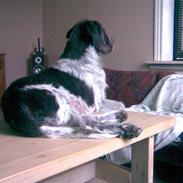 Ruhåret hønsehund snubbi