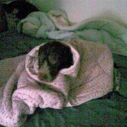 Ruhåret hønsehund snubbi