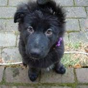 Blanding af racer Bella