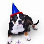 Amerikansk staffordshire terrier MAFF