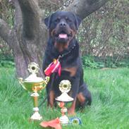 Rottweiler Nellemann's Exacum